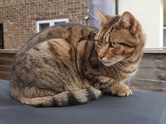 Thug cat part 4.  After all, it's not my Axminster.