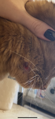 Hole in cats face