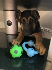 Puppy survival thread. Oct/Nov fireworks!