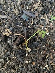 First run in with slugs. Any hope for my Angelica Gigas and Astrantia Roma and how do I protect new young plants?