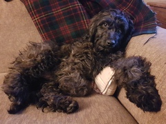 Who fancies a lovely thread filled with dogs?
