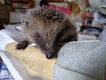 How do you catch a hedgehog?