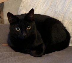 Show me your black cats!