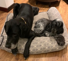 boring question about dogs and beds.