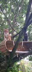 To wonder where the hell the cat has been