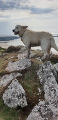 Who fancies a lovely thread filled with dogs?