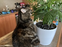 What's your DCat up to today? (Thread 9)