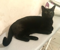 Lucky black cat appreciation thread
