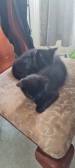 Show me your black cats!