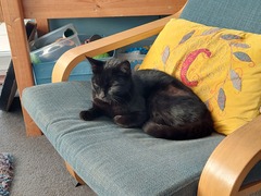 Lucky black cat appreciation thread