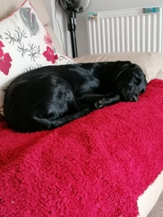 Happy black dog day!