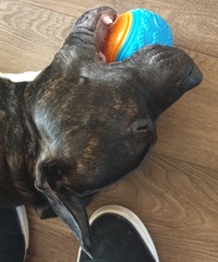 Who fancies a lovely thread filled with dogs?