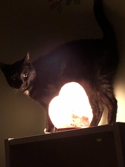 Show me your black cats!