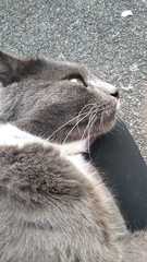 Food bowls that control mess - somehow!