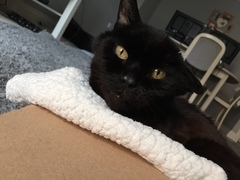 Lucky black cat appreciation thread