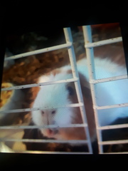 Guinea pig passed away