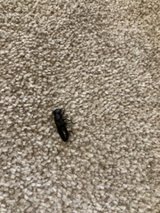 Insect ID help please