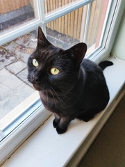 Lucky black cat appreciation thread
