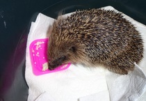 How do you catch a hedgehog?