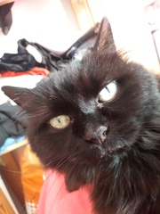 Lucky black cat appreciation thread