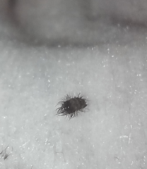 What is this bug?