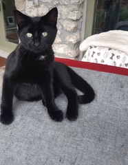 Stray Little Black Cat