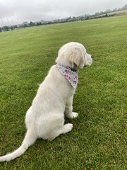 Puppy survival thread. Cold nights in the garden ... yeah...no