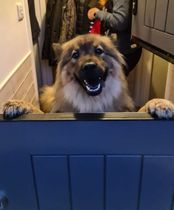 Who fancies a lovely thread filled with dogs?
