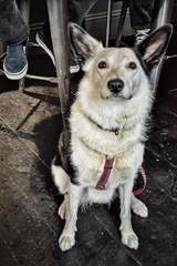 Anyone else won the dog lottery with their dog?