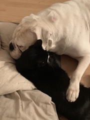Who fancies a lovely thread filled with dogs?