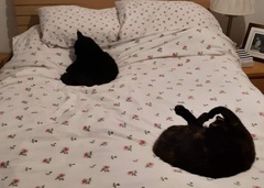 Show me your black cats!