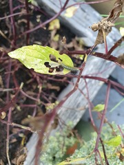 Mint Destruction 2: what caterpillars are these??