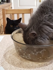 Why does my mucky kitty keep doing this?