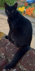 Show me your black cats!
