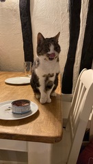 Ridiculous things you do for or because of your cat?