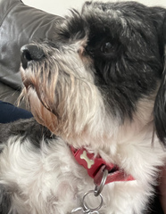 Who fancies a lovely thread filled with dogs?