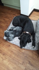 boring question about dogs and beds.