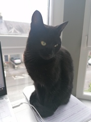 Lucky black cat appreciation thread