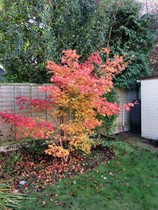 What do I do with this misshapen acer?