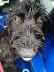 Happy black dog day!