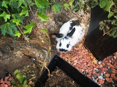 Inspired by the dog thread would anyone like to talk rabbits?