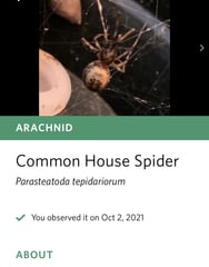 Is this a false widow spider?