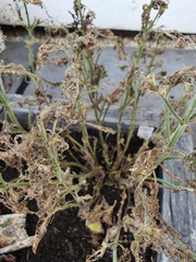 Mint Destruction 2: what caterpillars are these??