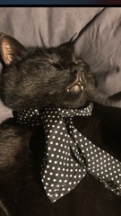 Show me your black cats!