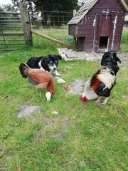 Let's have a cockerel appreciation thread.