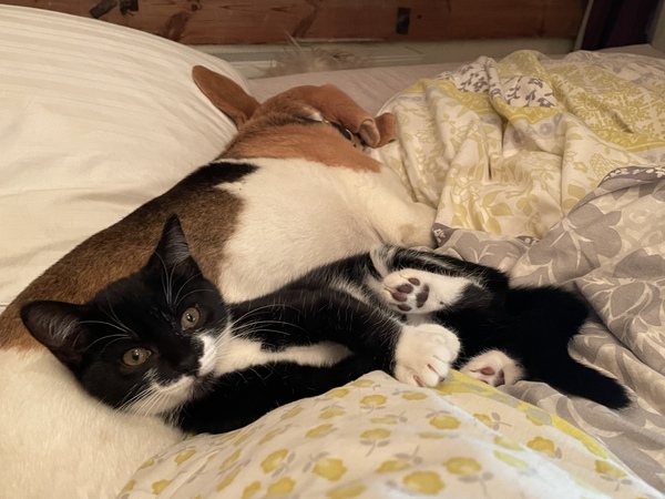Rescue cat refusing all comforts