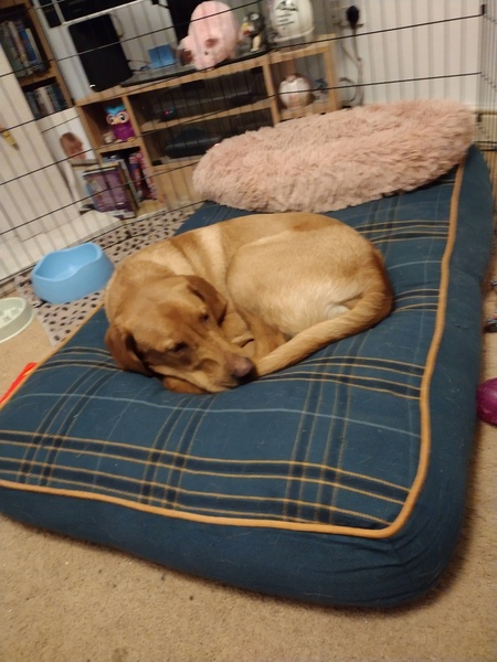 Puppy survival thread. Nov. Read this and buy a hamster instead
