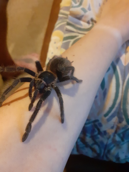 I'm a tarantula AMA (selfie included)