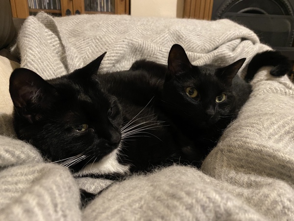 Would love to know my cat’s parentage
