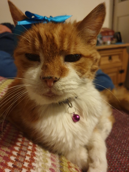 To wonder what your cat/s is called